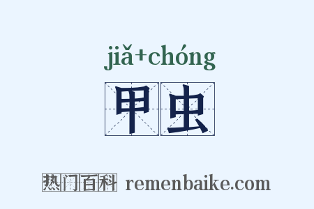 甲虫是什么意思的图片